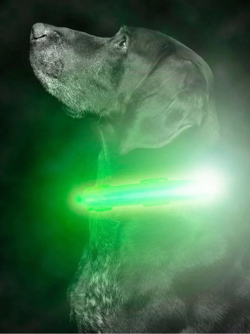 NWT! Mighty Paw Neon Green Rechargeable LED Dog Collar sz Small
